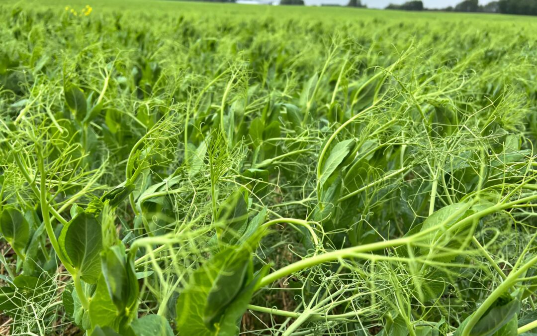 Oats and Peas: Market Leaders with Strong End-Use Relationships