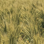 AAC Tomkins FP Genetics