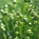 AAC Bravo Brown Flax