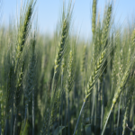 AAC Cirrus Canada Western Hard White Spring