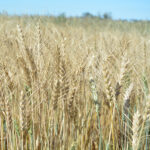 AAC Goldrush Canada Western Red Winter