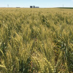 AAC Icefield CWSP Winter Wheat