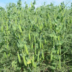 AAC Julius Yellow Peas