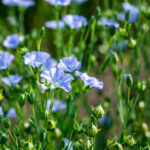 AAC Marvelous Brown Flax