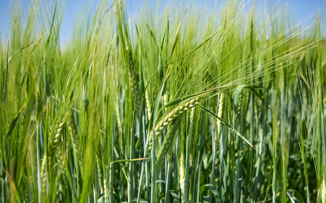 When the Right Variety Choices Matter: Barley — Malt or Feed?