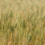 CDC Adamant VB Canada Western Red Spring