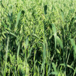 CDC Baler Feed and Forage Oats