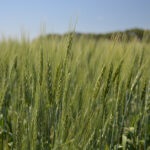 CDC Landmark VB Canada Western Red Spring