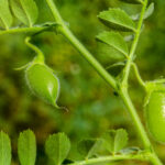 CDC Nimble CL® Lentils