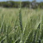 CDC Reign Canada Prairie Spring Red