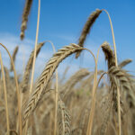 SU Performer Hybrid Fall Rye